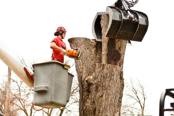 Best Tree Preservation Services  in USA